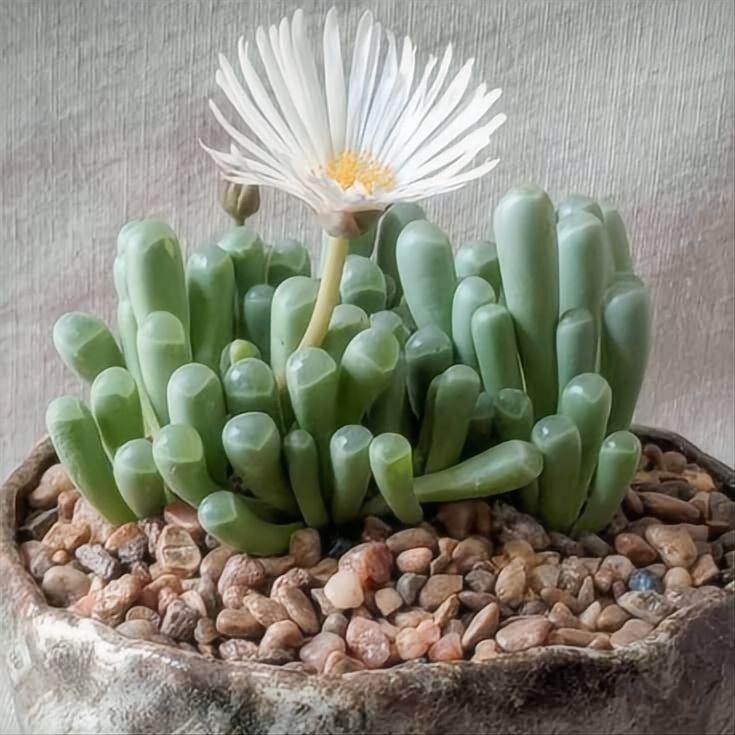 Baby Toes Succulent, Fenestraria Rhopalophylla, 2''/4'' Potted Window Plant, Unique Cluster Succulent, Easy Care Indoor Plant Gift