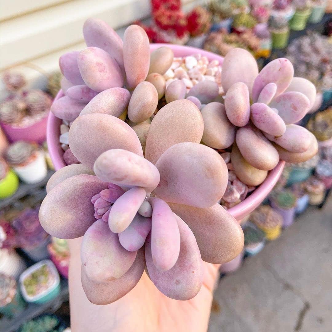 Pink Succulent Plant, 2''/4'' Potted Pachyphytum, Cute Jelly Bean Style, Easy Care Indoor Houseplant, Unique Gift for Plant Lovers