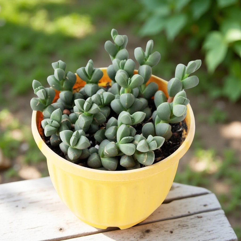 Ice Plant Succulent, Corpuscularia Lehmannii, 2''/4'' Potted Cluster Plant, Geometric Green Succulent, Easy Care Indoor Houseplant Gift
