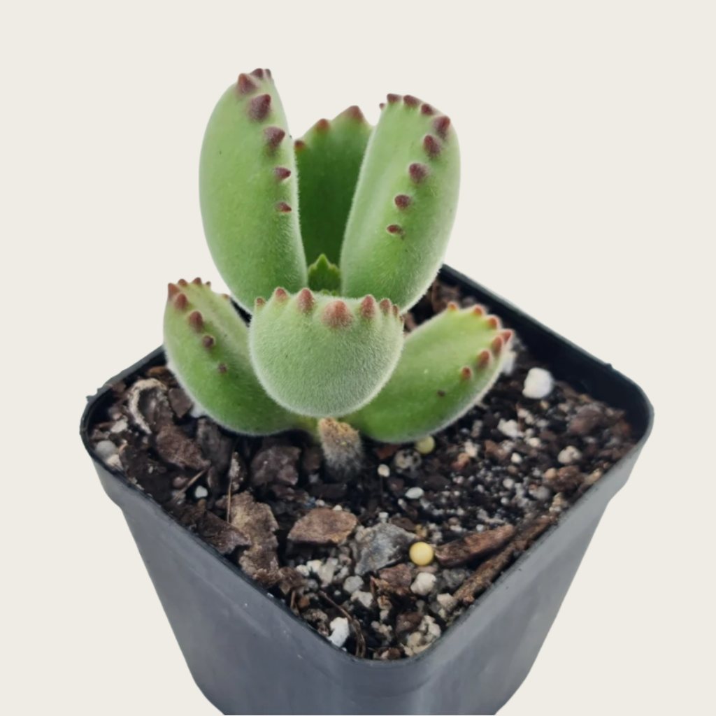 Bear’s Paw Succulent, Cotyledon Tomentosa, 2''/4'' Potted Plant, Fuzzy Paw Shaped Leaves, Cute Easy Care Indoor Houseplant Gift