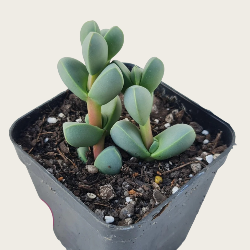 Ice Plant Succulent, Corpuscularia Lehmannii, 2''/4'' Potted Cluster Plant, Geometric Green Succulent, Easy Care Indoor Houseplant Gift