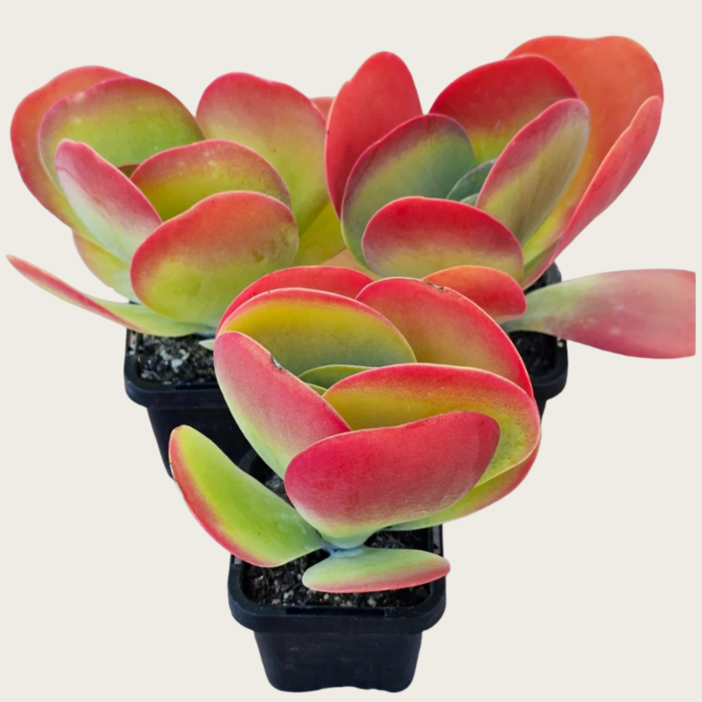 Flapjack Succulent, Kalanchoe Luciae Paddle Plant, 2''/4'' Potted Red Edge Succulent, Easy Care Indoor Houseplant, Modern Decor Gift