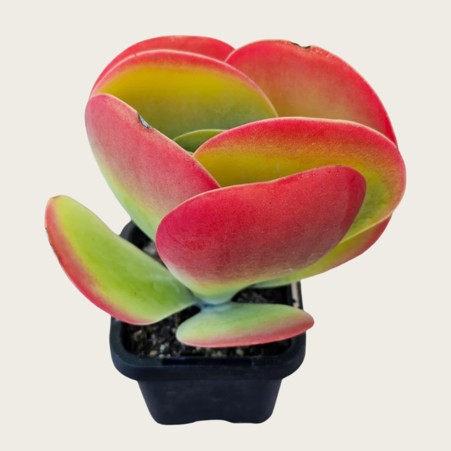 Flapjack Succulent, Kalanchoe Luciae Paddle Plant, 2''/4'' Potted Red Edge Succulent, Easy Care Indoor Houseplant, Modern Decor Gift