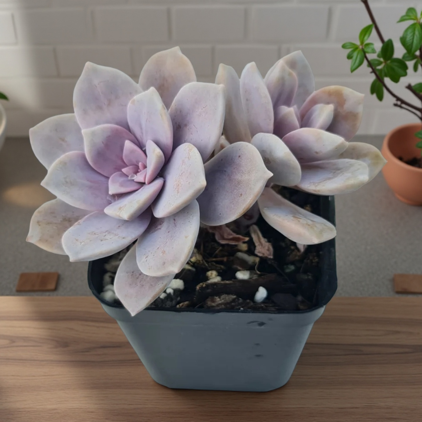 Ghost Plant Succulent, Graptopetalum Paraguayense, 2''/4'' Potted Rosette Succulent, Pastel Indoor Houseplant, Easy Care Gift