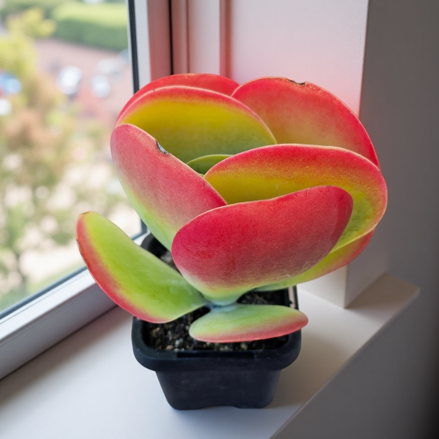 Flapjack Succulent, Kalanchoe Luciae Paddle Plant, 2''/4'' Potted Red Edge Succulent, Easy Care Indoor Houseplant, Modern Decor Gift