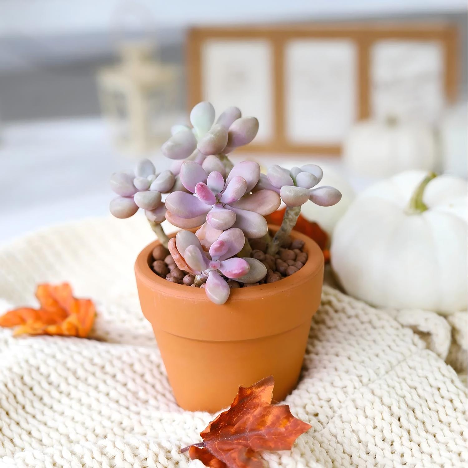 Pink Succulent Plant, 2''/4'' Potted Pachyphytum, Cute Jelly Bean Style, Easy Care Indoor Houseplant, Unique Gift for Plant Lovers