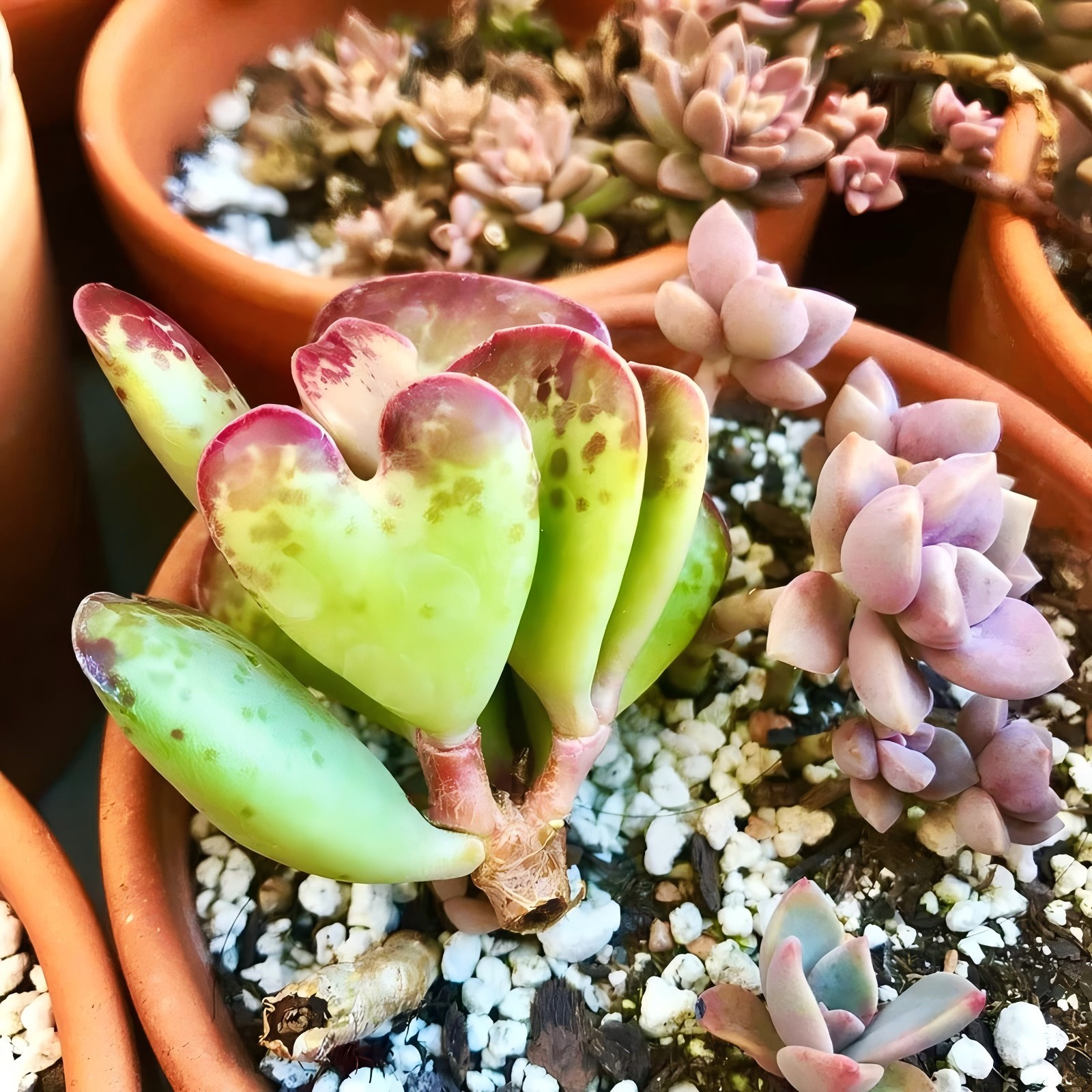 Calico Hearts Succulent, Adromischus Cooperi, 2''/4'' Potted Plant, Red Spotted Indoor Houseplant, Easy Care Unique Gift