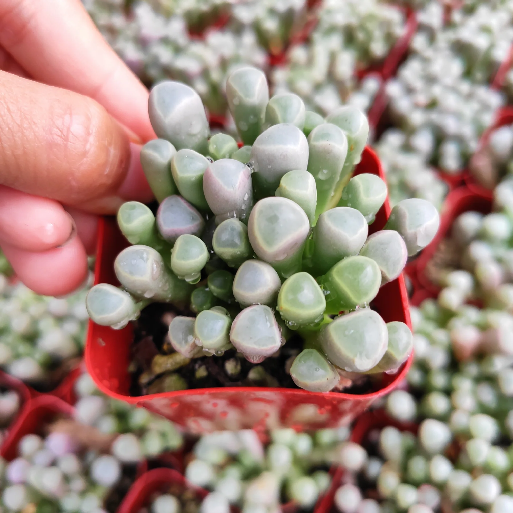 Baby Toes Succulent, Fenestraria Rhopalophylla, 2''/4'' Potted Window Plant, Unique Cluster Succulent, Easy Care Indoor Plant Gift
