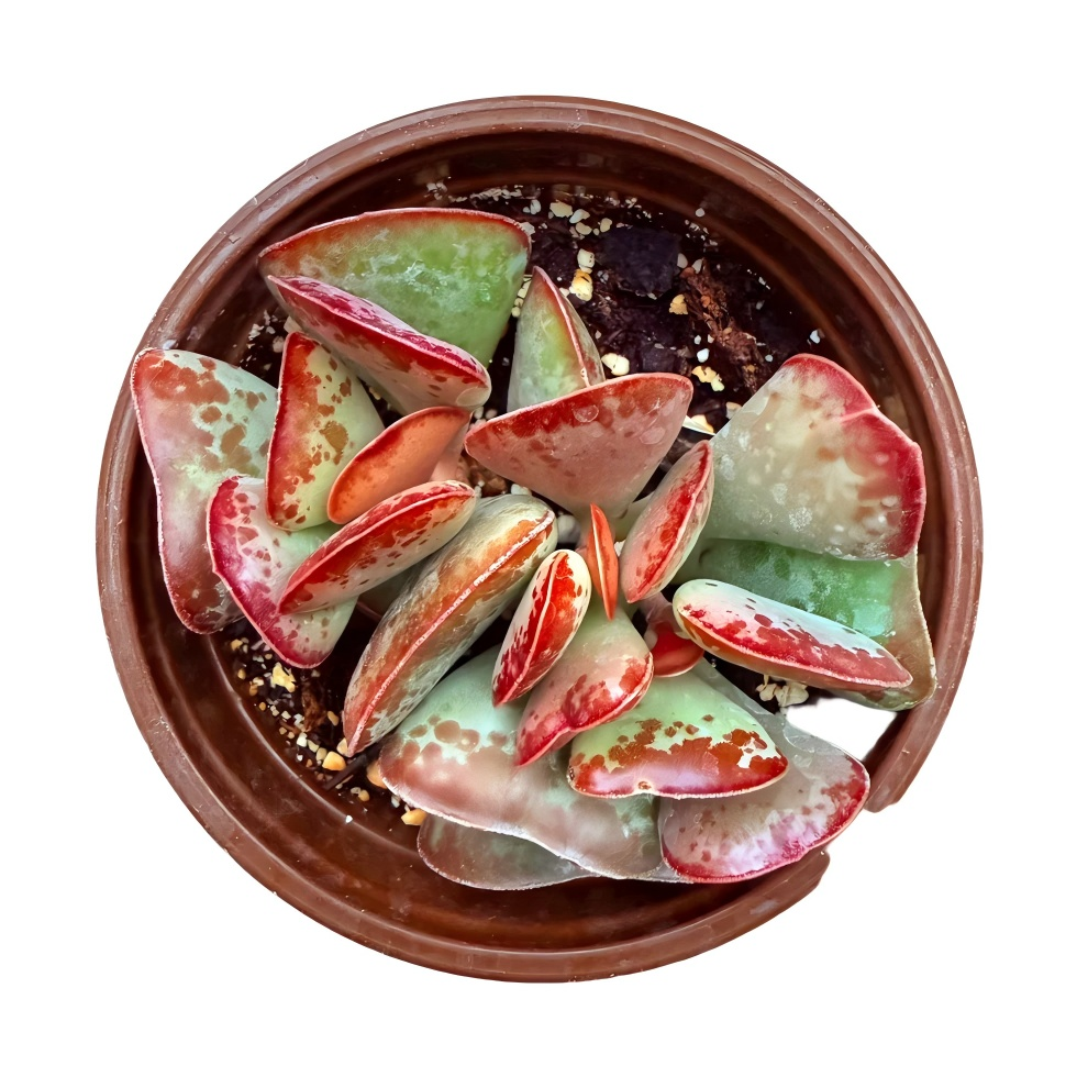 Calico Hearts Succulent, Adromischus Cooperi, 2''/4'' Potted Plant, Red Spotted Indoor Houseplant, Easy Care Unique Gift