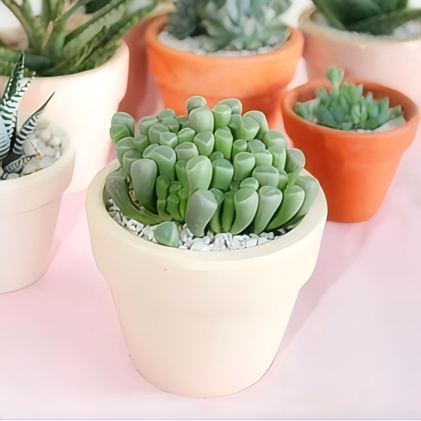 Baby Toes Succulent, Fenestraria Rhopalophylla, 2''/4'' Potted Window Plant, Unique Cluster Succulent, Easy Care Indoor Plant Gift