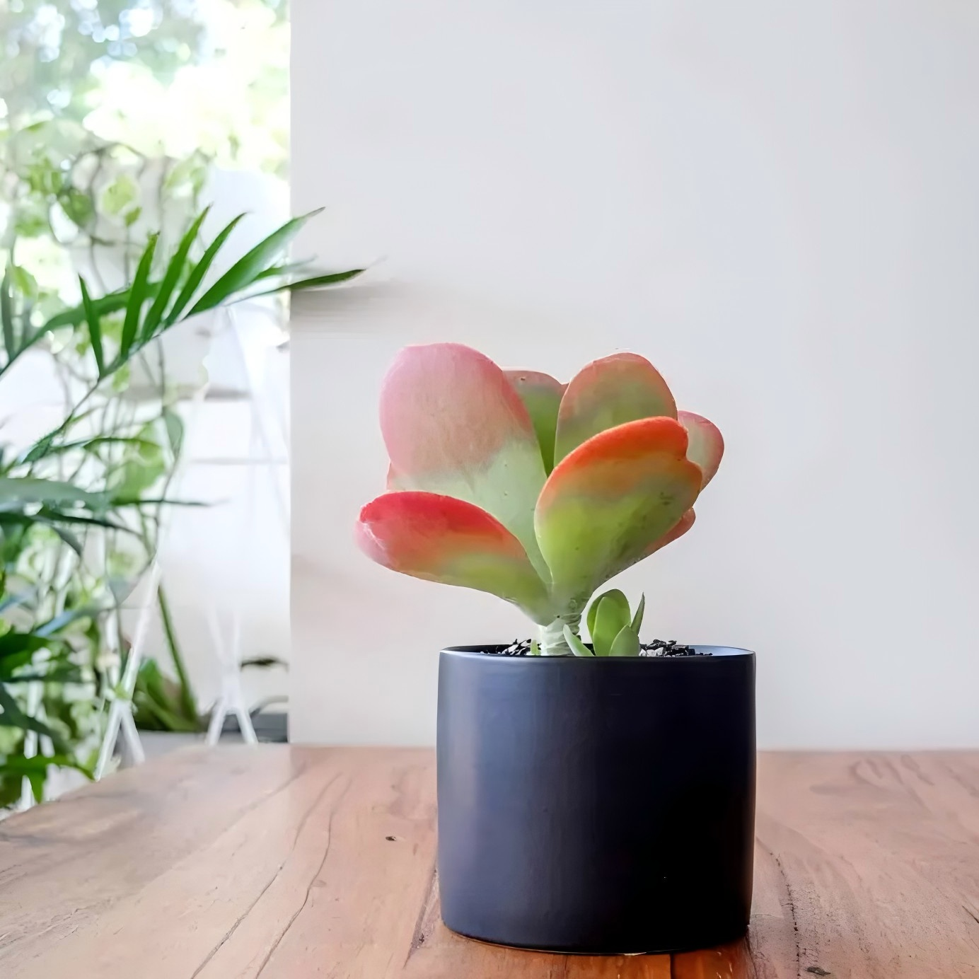 Flapjack Succulent, Kalanchoe Luciae Paddle Plant, 2''/4'' Potted Red Edge Succulent, Easy Care Indoor Houseplant, Modern Decor Gift