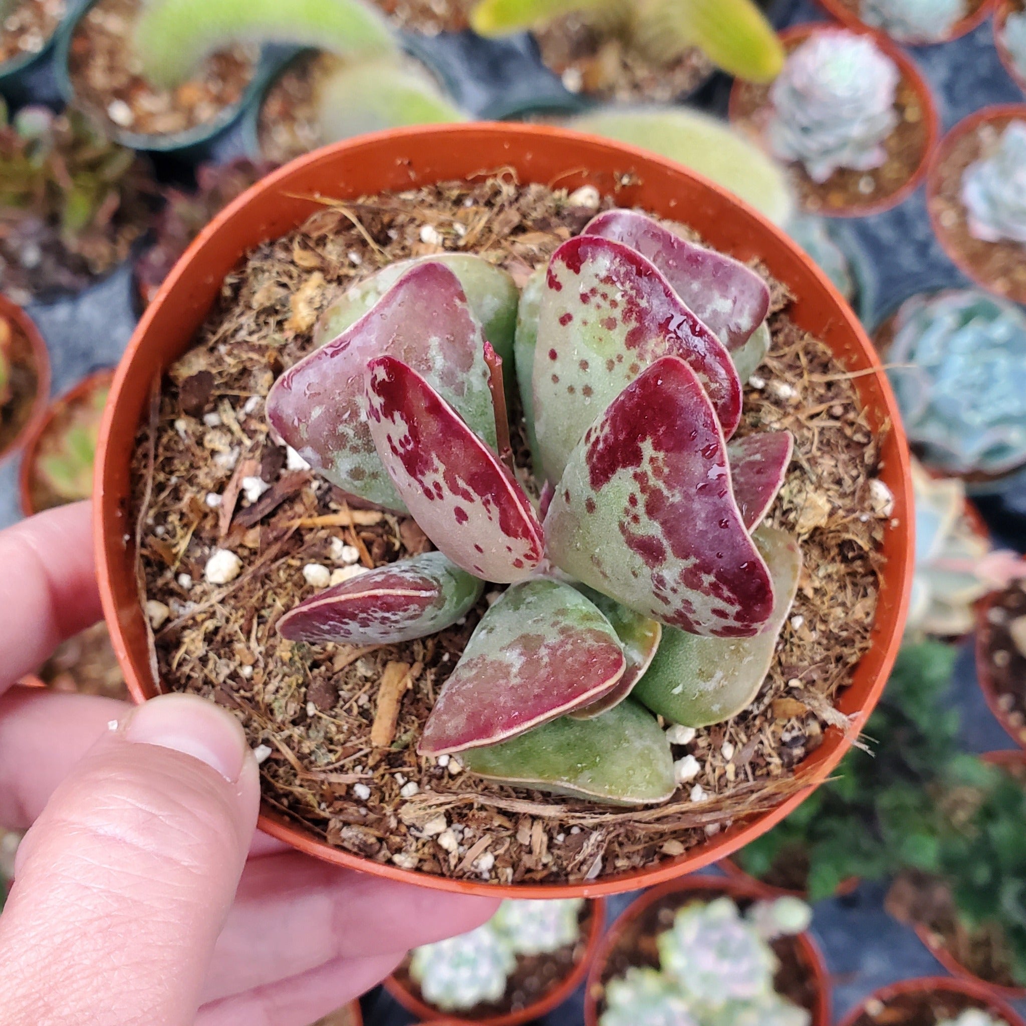 Calico Hearts Succulent, Adromischus Cooperi, 2''/4'' Potted Plant, Red Spotted Indoor Houseplant, Easy Care Unique Gift