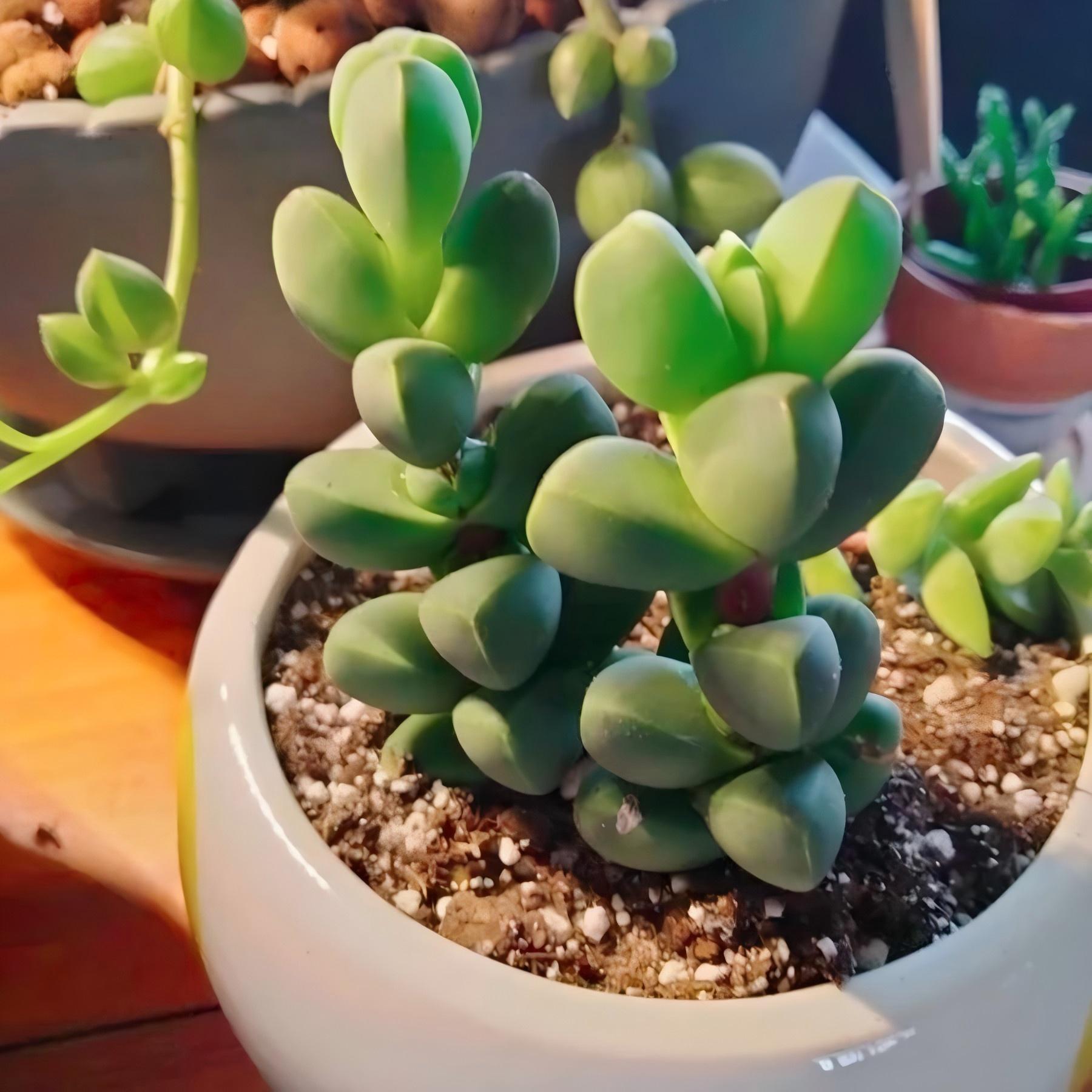 Ice Plant Succulent, Corpuscularia Lehmannii, 2''/4'' Potted Cluster Plant, Geometric Green Succulent, Easy Care Indoor Houseplant Gift