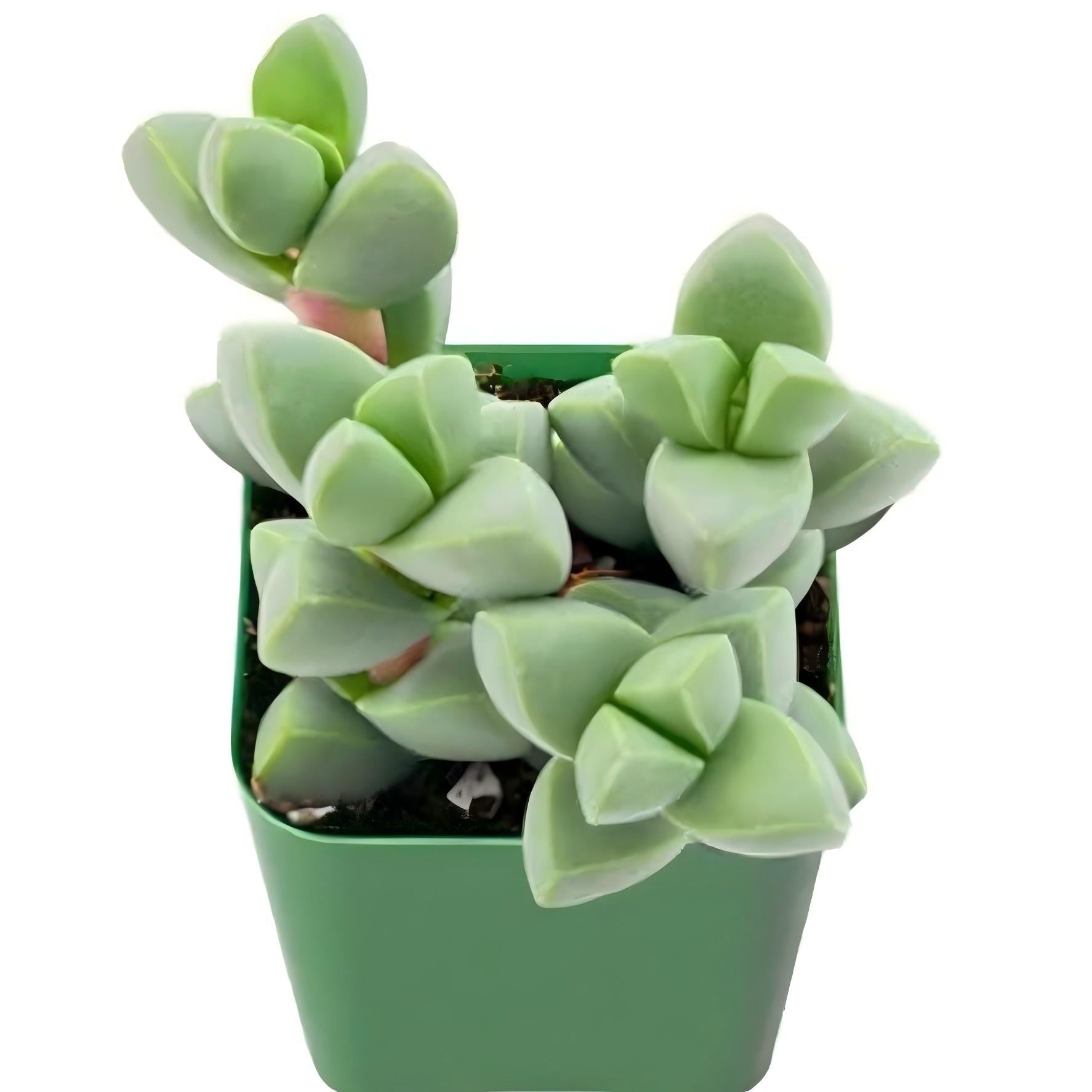 Ice Plant Succulent, Corpuscularia Lehmannii, 2''/4'' Potted Cluster Plant, Geometric Green Succulent, Easy Care Indoor Houseplant Gift