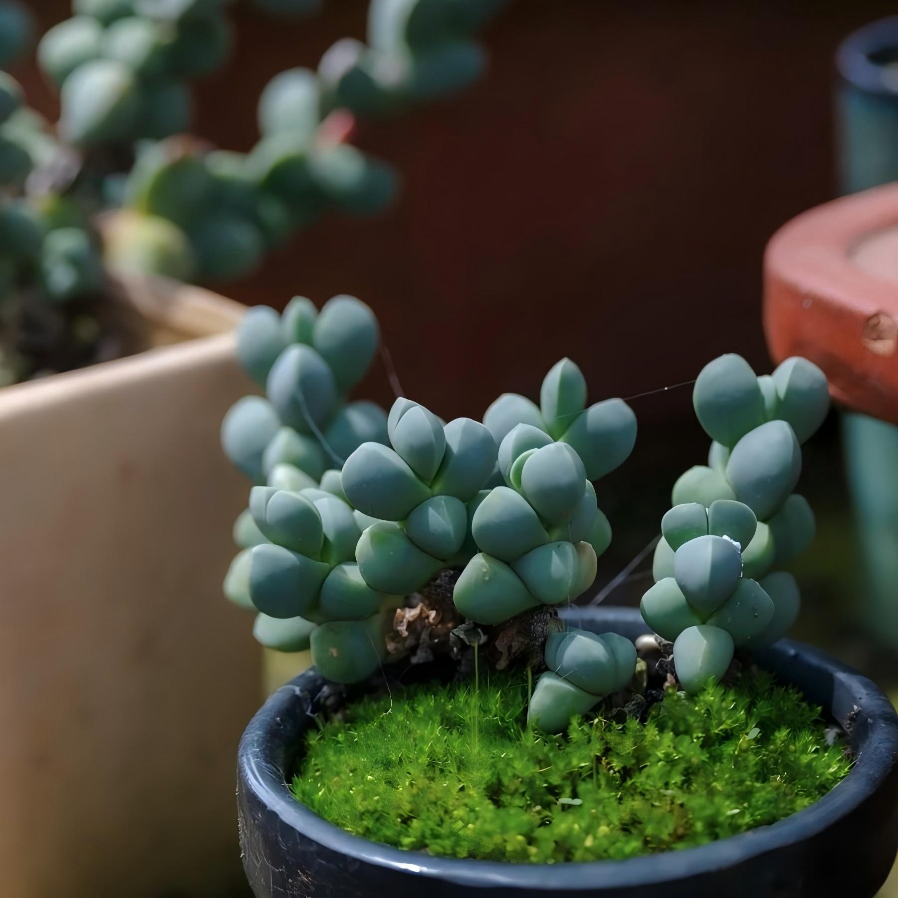 Ice Plant Succulent, Corpuscularia Lehmannii, 2''/4'' Potted Cluster Plant, Geometric Green Succulent, Easy Care Indoor Houseplant Gift