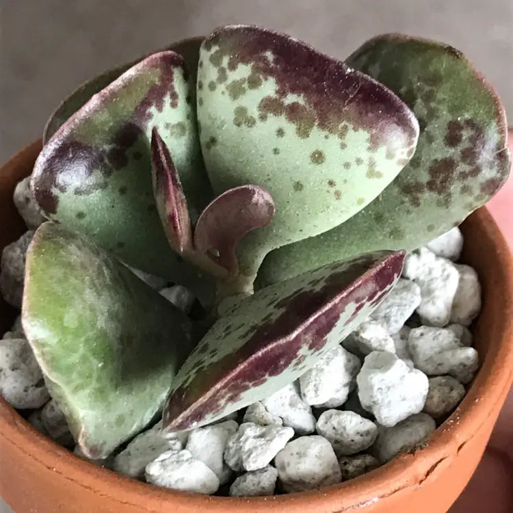 Calico Hearts Succulent, Adromischus Cooperi, 2''/4'' Potted Plant, Red Spotted Indoor Houseplant, Easy Care Unique Gift