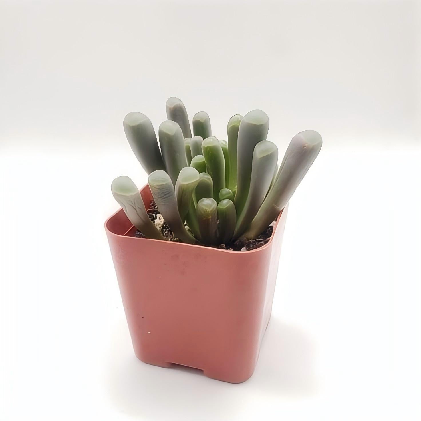Baby Toes Succulent, Fenestraria Rhopalophylla, 2''/4'' Potted Window Plant, Unique Cluster Succulent, Easy Care Indoor Plant Gift