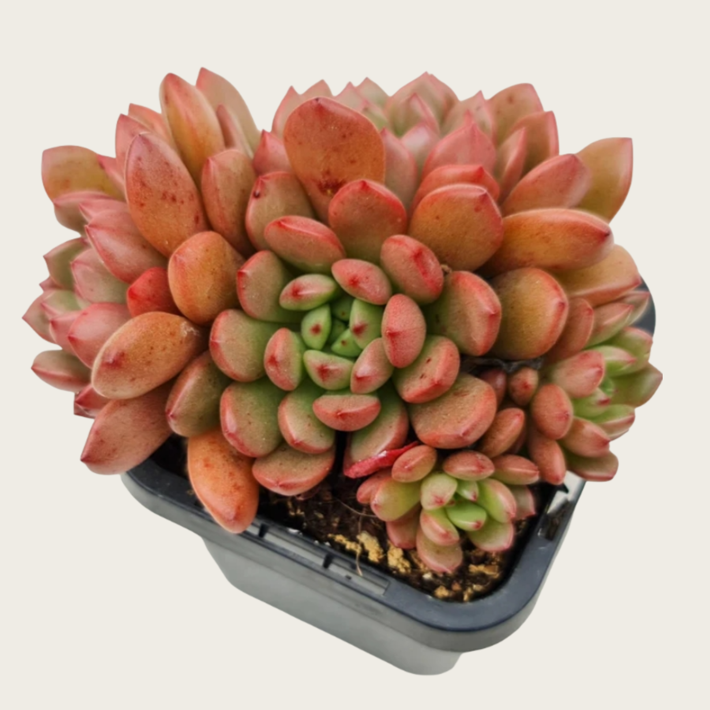 Echeveria Red Ruby Succulent, 2''/4'' Potted Rosette Plant, Red Tipped Echeveria, Easy Care Indoor Succulent, Colorful Plant Gift