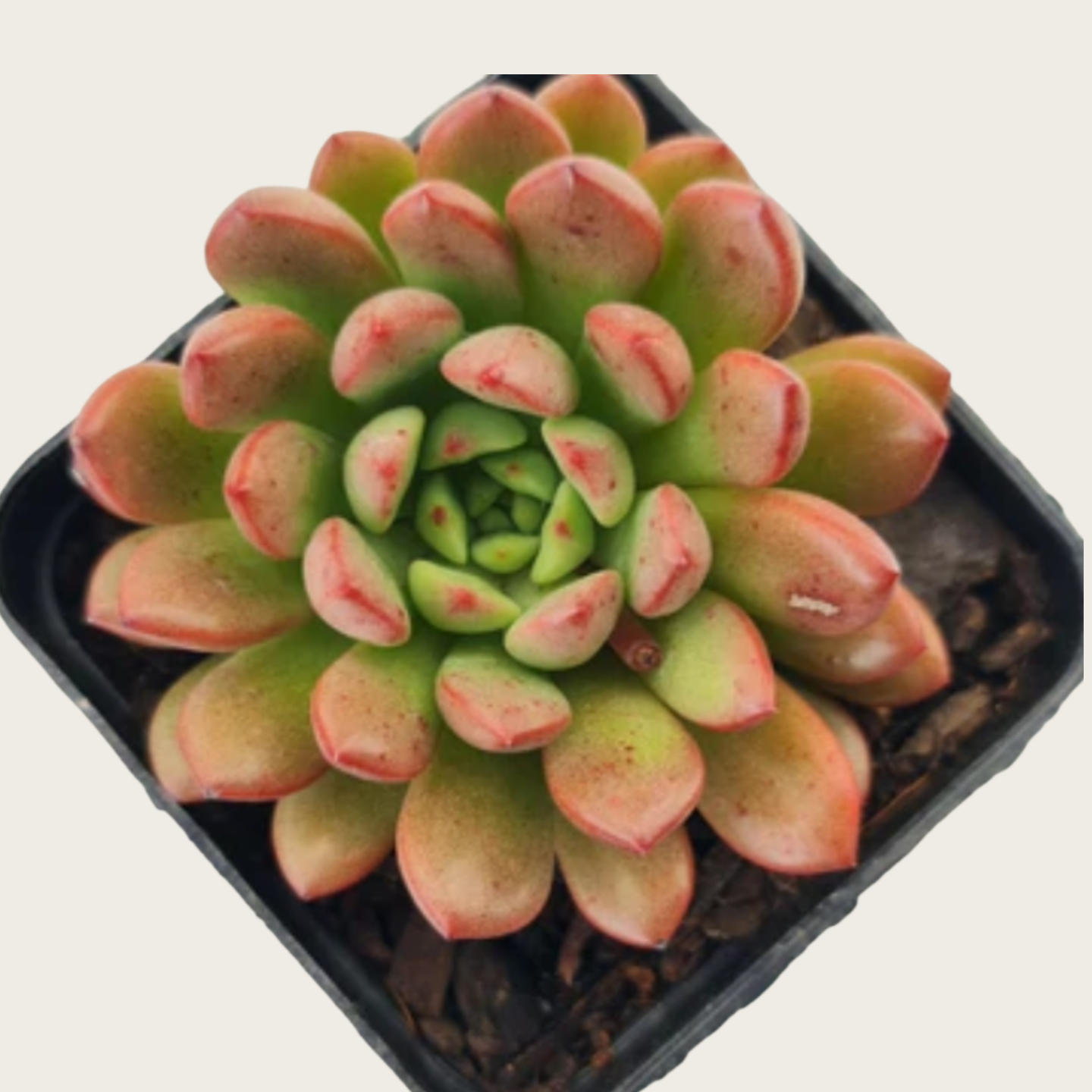 Echeveria Red Ruby Succulent, 2''/4'' Potted Rosette Plant, Red Tipped Echeveria, Easy Care Indoor Succulent, Colorful Plant Gift