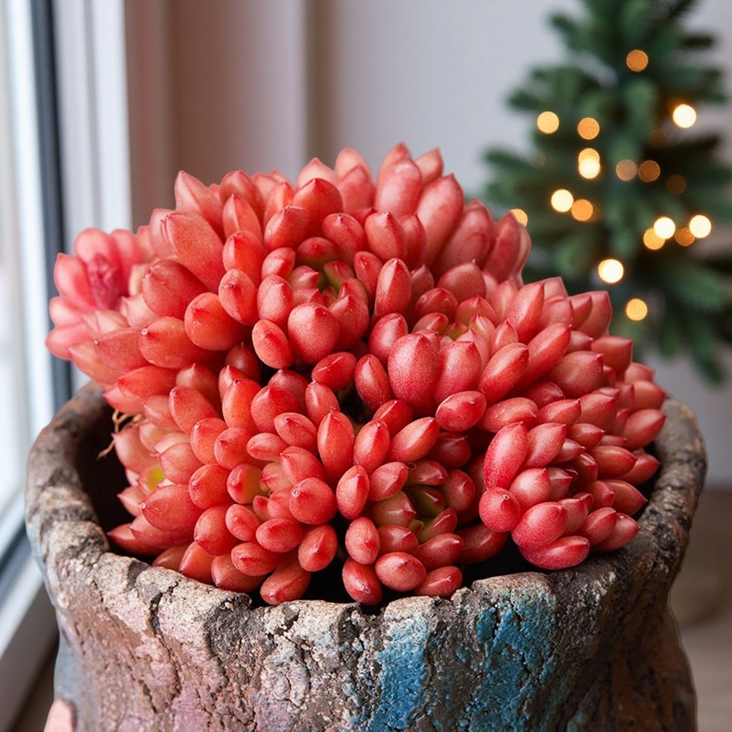 Echeveria Red Ruby Succulent, 2''/4'' Potted Rosette Plant, Red Tipped Echeveria, Easy Care Indoor Succulent, Colorful Plant Gift