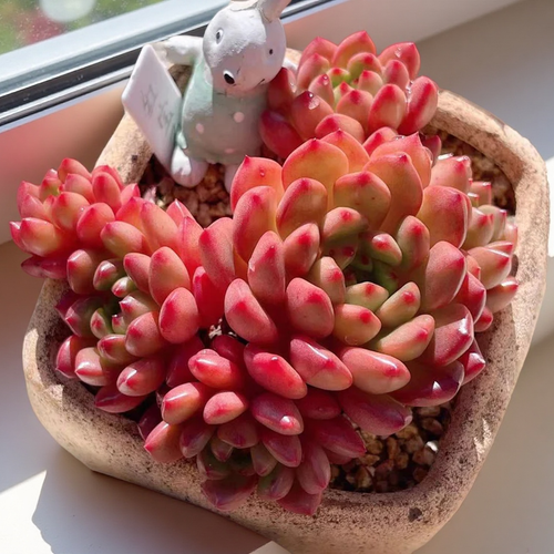 Echeveria Red Ruby Succulent, 2''/4'' Potted Rosette Plant, Red Tipped Echeveria, Easy Care Indoor Succulent, Colorful Plant Gift