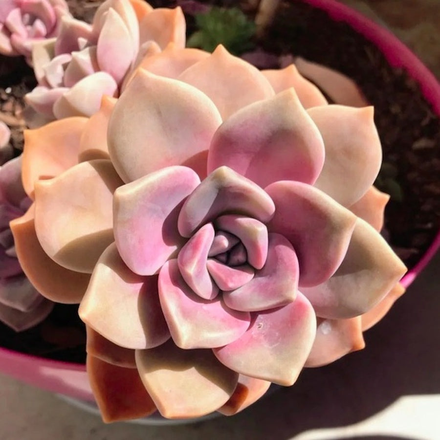 Ghost Plant Succulent, Graptopetalum Paraguayense, 2''/4'' Potted Rosette Succulent, Pastel Indoor Houseplant, Easy Care Gift