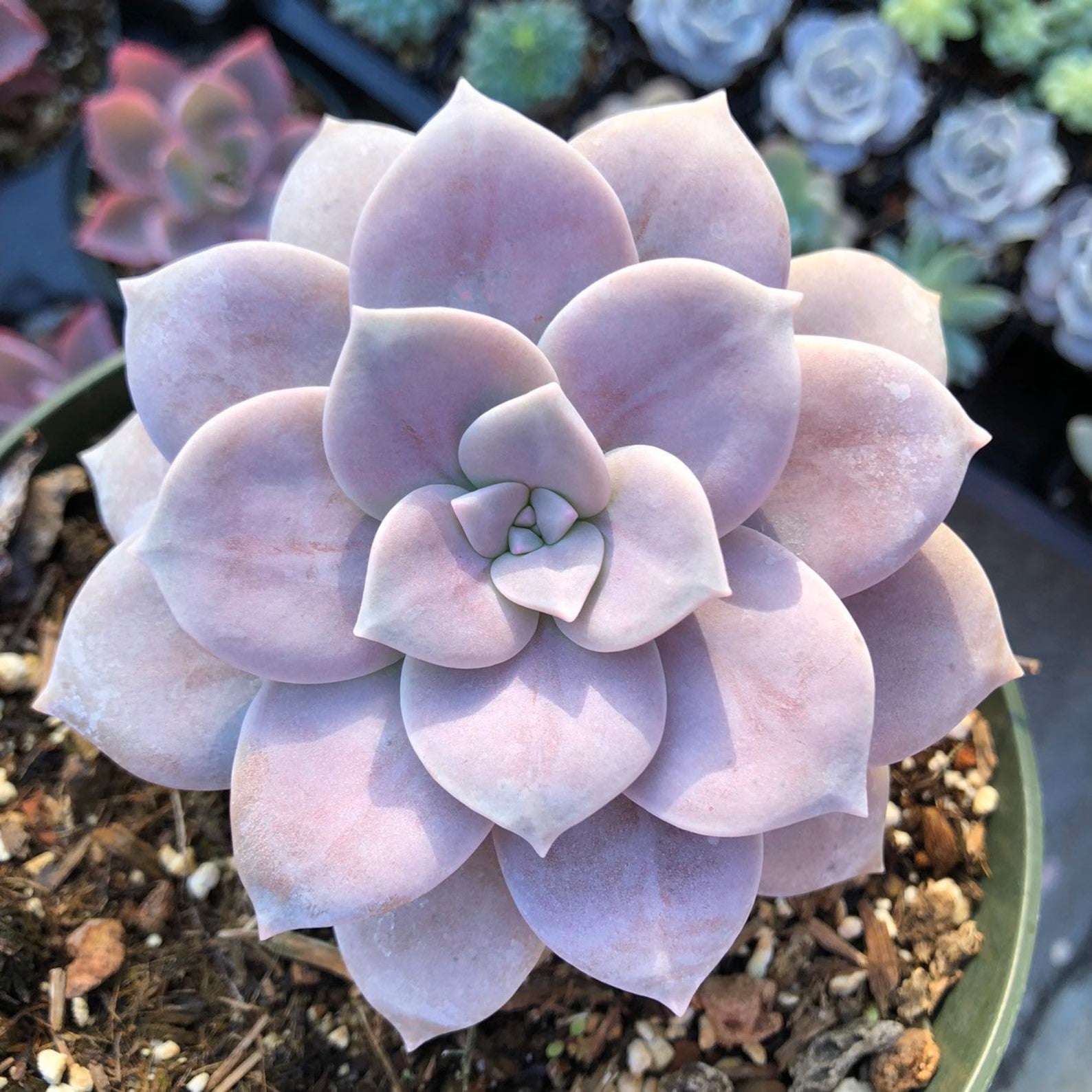 Ghost Plant Succulent, Graptopetalum Paraguayense, 2''/4'' Potted Rosette Succulent, Pastel Indoor Houseplant, Easy Care Gift