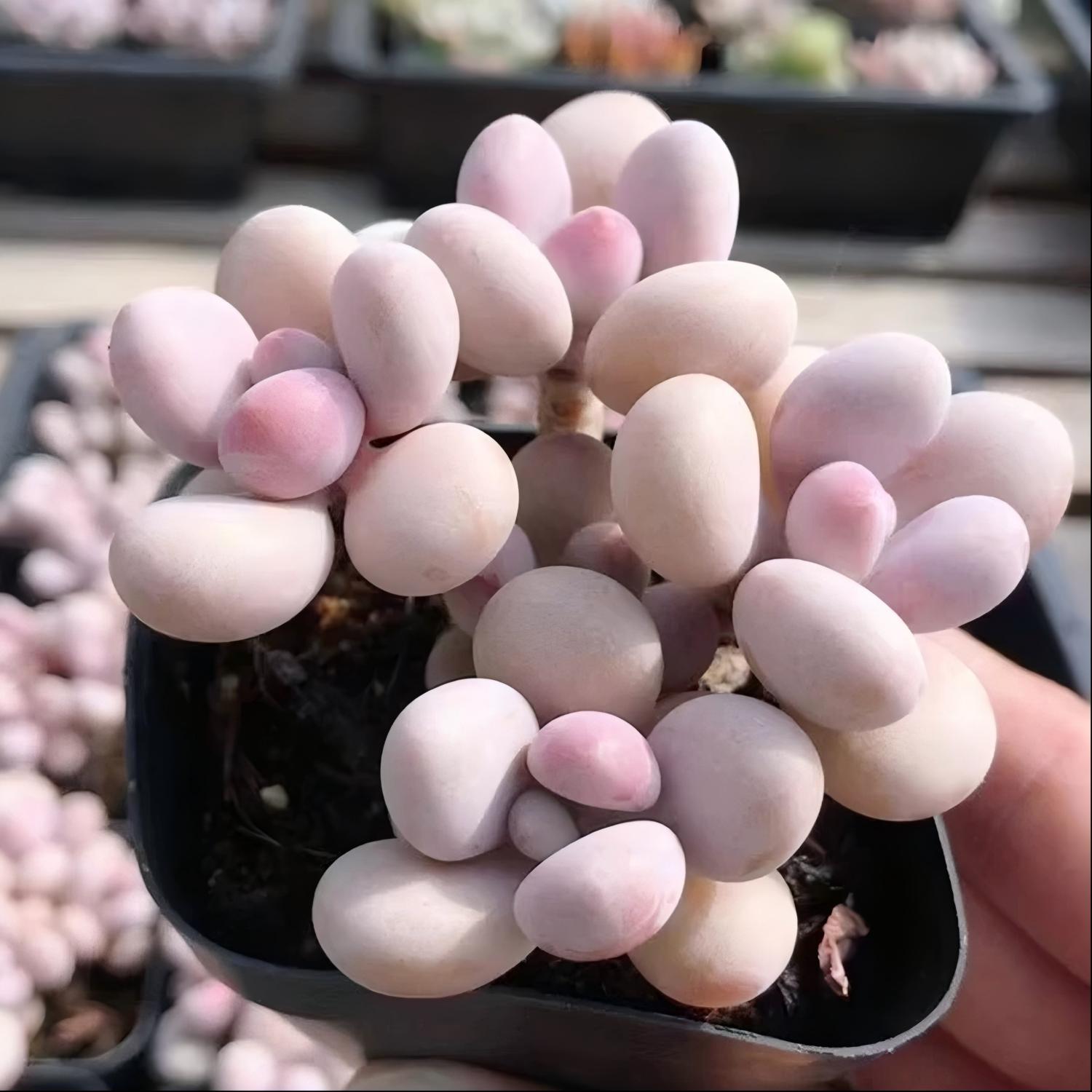 Pink Succulent Plant, 2''/4'' Potted Pachyphytum, Cute Jelly Bean Style, Easy Care Indoor Houseplant, Unique Gift for Plant Lovers