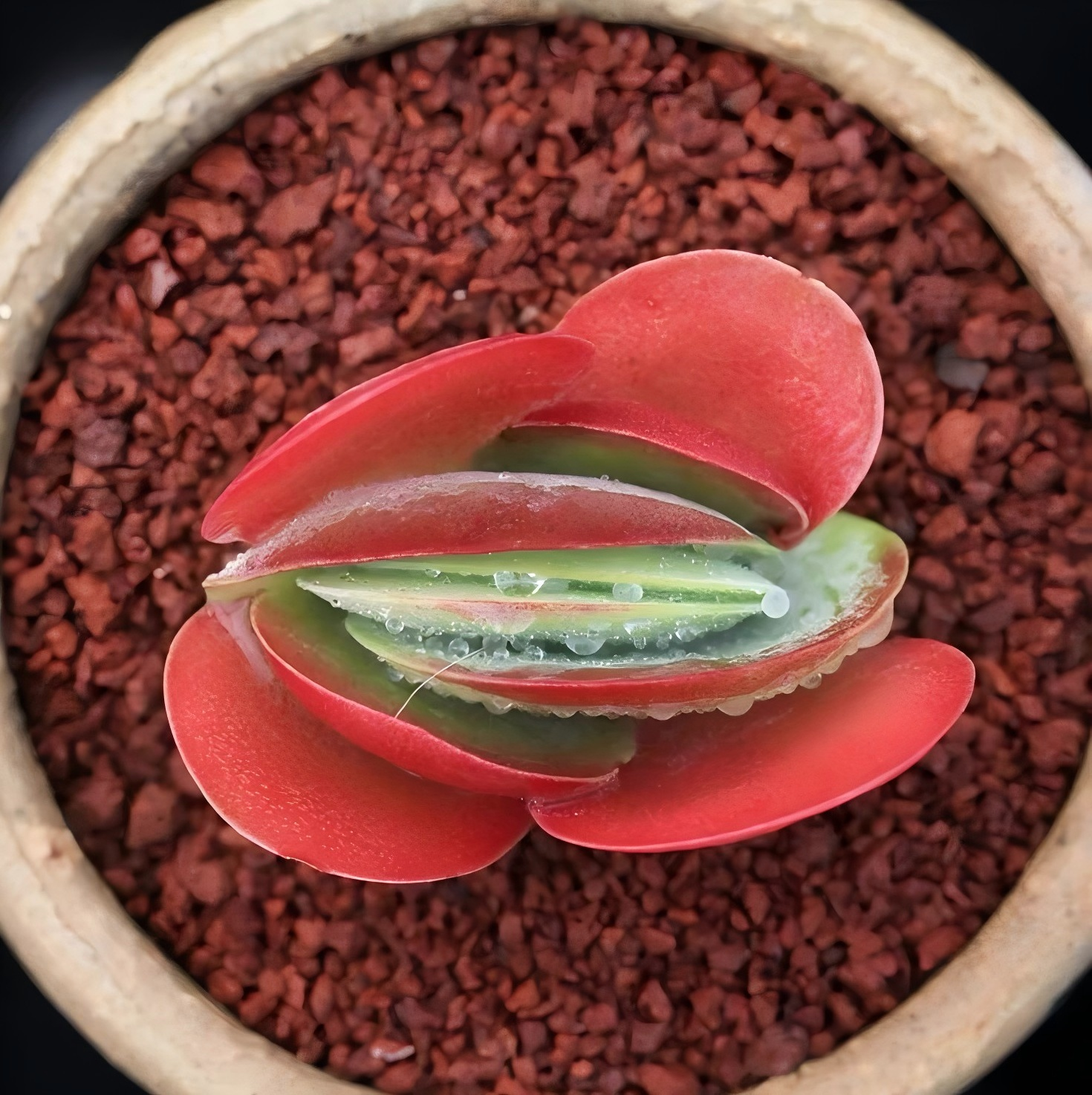 Flapjack Succulent, Kalanchoe Luciae Paddle Plant, 2''/4'' Potted Red Edge Succulent, Easy Care Indoor Houseplant, Modern Decor Gift