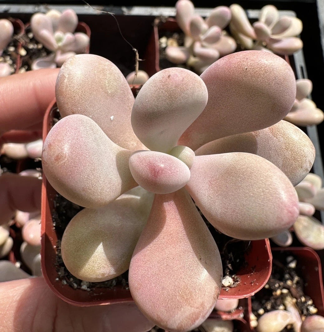 Pink Succulent Plant, 2''/4'' Potted Pachyphytum, Cute Jelly Bean Style, Easy Care Indoor Houseplant, Unique Gift for Plant Lovers