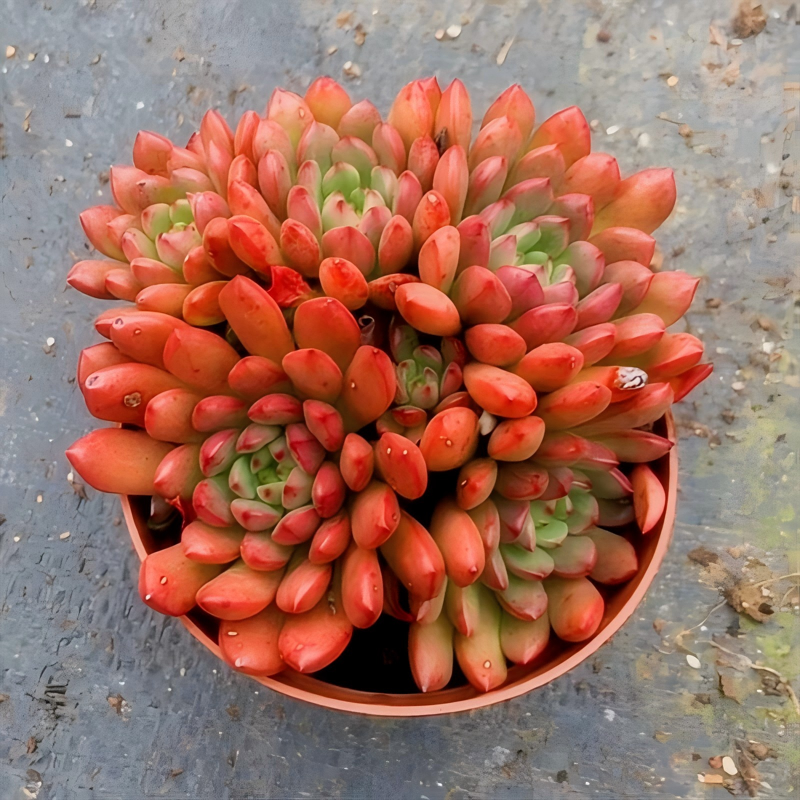 Echeveria Red Ruby Succulent, 2''/4'' Potted Rosette Plant, Red Tipped Echeveria, Easy Care Indoor Succulent, Colorful Plant Gift